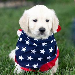 Apple - Light golden female Golden Retriever puppy in Morris, Minnesota from Midwest English Cream Goldens