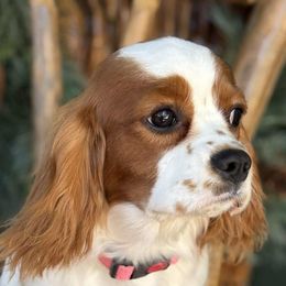 Pita - Cavalier King Charles Spaniel