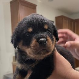 Rottweiler Puppies from GrowlHausRotts