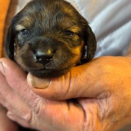 Gray Collar - Red male Dachshund puppy in Johnson, Vermont from RBP Dachshunds