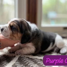 Purple Girl - Black tan and white female Beagle puppy in Grantsville, Maryland from Fable & Fern Beagles