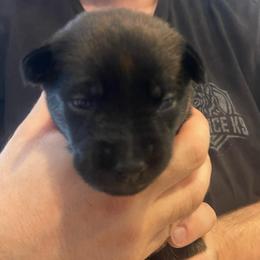 Aang - Brindle male xDutch Shepherd puppy in Chelsea, Alabama from Alliance K9