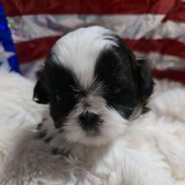 Stella - Tricolor female Shih Tzu puppy in Filer, Idaho from Shih Tzu Kennels