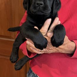 Gypsy - Black female Labrador Retriever puppy in Maynardville, Tennessee from Three Bears Labradors