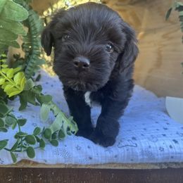 Nova - Liver female Miniature Schnauzer puppy in Hemet, California from Journee Home Mini Schnauzers