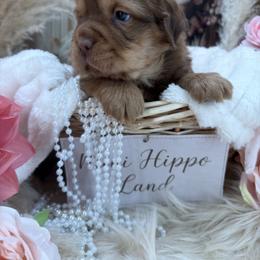 Boy 3 - Fawn male Companion Cross puppy in Hugo, Oklahoma from Mini hippo land