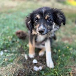 Loe - Black tri female Miniature Australian Shepherd puppy in Shingletown, California from Whiskeytown Aussies