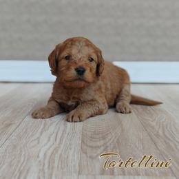 Tortellini (Purple Collar) - Red  female Goldendoodle puppy in Guthrie, Oklahoma from Edmond Doodles, LLC