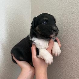 Baby Ruth - Black tri-color female Australian Shepherd puppy in Weeki Wachee, Florida from Ace of Spades Australian Shepherds