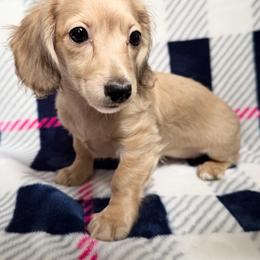 Juliette - Cream female Dachshund puppy in Lake City, Florida from KNG FARMS