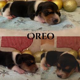 Oreo - Black and cream male Dachshund puppy in Saint Paul, Minnesota from Vibrant Eyes Doxies