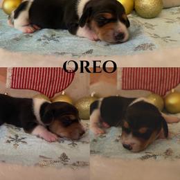 Oreo - Black and cream male Dachshund puppy in Saint Paul, Minnesota from Vibrant Eyes Doxies
