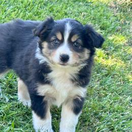 Foxy - Black tri-color female Australian Shepherd puppy in California from Eagle River Aussies