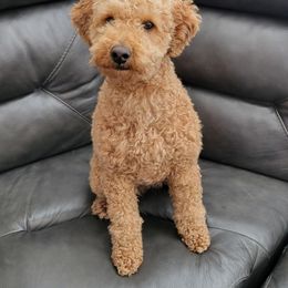 Lucy - Goldendoodle