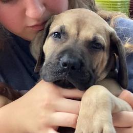 Patagonia - Purple Collar Girl - Tawny female Boerboel puppy in Navasota, Texas from Silverthorne Boerboels