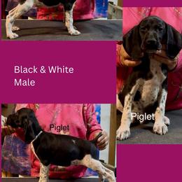 Piglet - Black and white male German Shorthaired Pointer puppy in Aitkin, Minnesota from Whispering’s GunDogs