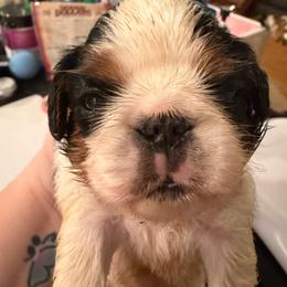 Lady - Red and white female English Toy Spaniel puppy in Pennsylvania from Enchanting Charlies