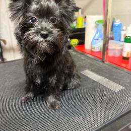 Nova - Black and tan female Yorkshire Terrier puppy in Knoxville, Tennessee from Rainbow Bliss Yorkies