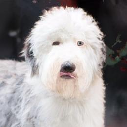 Berri - Sheepadoodle