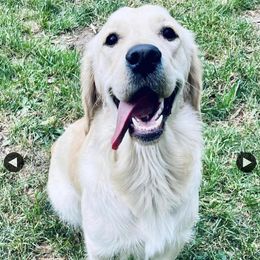 Journey - Golden Retriever