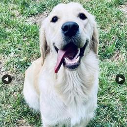 Journey - Golden Retriever