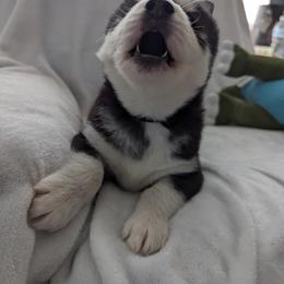 Siberian Husky Puppies from 3 Rivers Siberians(Richard's)