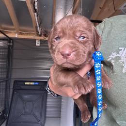 Blue - Chocolate male Labrador Retriever puppy in Newton Grove, North Carolina from Wayalife Labradors & Gsp’s