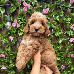 Brie - Red female Australian Labradoodle puppy in Orange, California from Little Kingdom Doodles