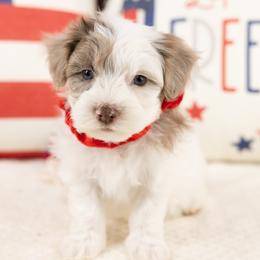 Cosmo - Brown male Maltipoo puppy in Salt Lake City, Utah from My Doodle Puppy