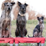 Sporty Mixes from Livin' Wild Performance Dogs