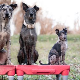 Sporty Mixes from Livin' Wild Performance Dogs