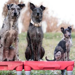 Sporty Mixes from Livin' Wild Performance Dogs