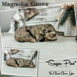 Sugar Pine - Green Collar - female Australian Mountain Doodle puppy in Oxford, Alabama from Magnolia Grove Doodles