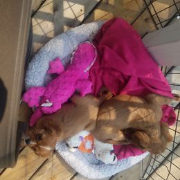 Cavalier King Charles Spaniel Puppies from Country Cavaliers