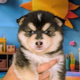 Neutron-2200 - Black and white male Pomsky puppy in Spring Hill, Florida from www.PuppyTimeEmporium.com