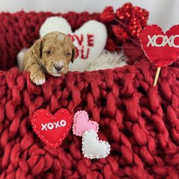 Goldendoodle Puppies from Maryland Designer Doodles