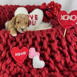 Goldendoodle Puppies from Maryland Designer Doodles