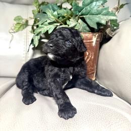King - Black and white male Aussiedoodle puppy in Lake City, Florida from Dream Hollow Farm