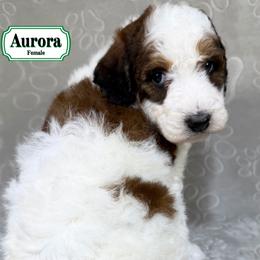 Aurora - Sable female Bernedoodle puppy in Milan, Indiana from Doodles & Spice