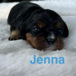 Jenna - Black and tan female Cavalier King Charles Spaniel puppy in Ormond Beach, Florida from Parkside Cavaliers