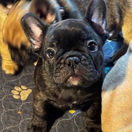 Pepper - Brindle and white male French Bulldog puppy in Neenah, Wisconsin from Mimosa Acres French Bulldogs LLC