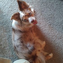 Aussiedoodles, Miniature Australian Shepherds, and Toy Australian Shepherds from T3 Farms Aussies & Aussiedoodles