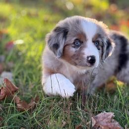 Boy 5 - Blue merle male Miniature Australian Shepherd puppy in Greenville, South Carolina from QC Homestead Miniature Australian Shepherds