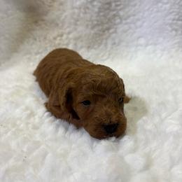 Millie - Red  female Goldendoodle puppy in Wever, Iowa from JK Royal Lines