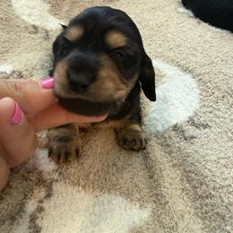 Black and tan longhair male - Black and tan male Dachshund puppy in Manteca, California from Sweet and Low Dachshunds