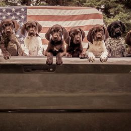 German Shorthaired Pointer Puppies from Sutheimer GSP'S