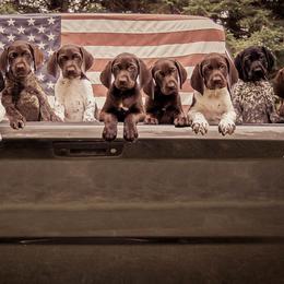 German Shorthaired Pointer Puppies from Sutheimer GSP'S