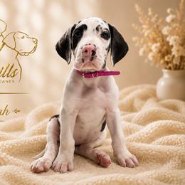 Farrah - Harlequin female Great Dane puppy in Liberty, New York from Catskills Greatest Danes