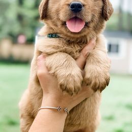 Golden Retriever Puppies from Salty Goldens