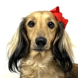 Savannah - Dachshund